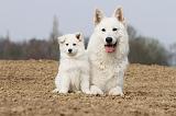 BERGER BLANC SUISSE - ADULTS ET PUPPIES 011